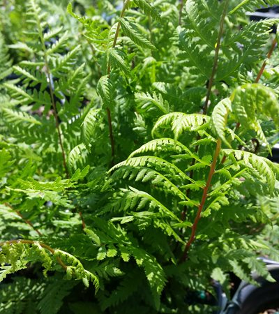 Northern Lady Fern